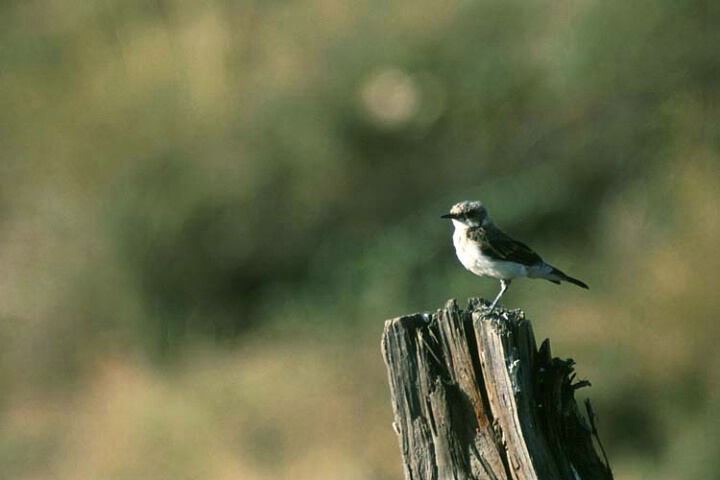 Lonely Bird