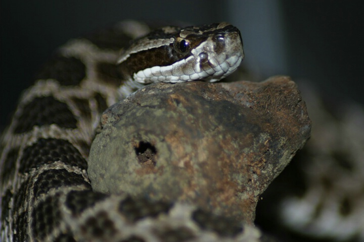 Massasauga Rattlesnake - ID: 60822 © Rhonda Maurer