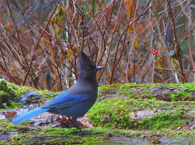 Steller's Jay