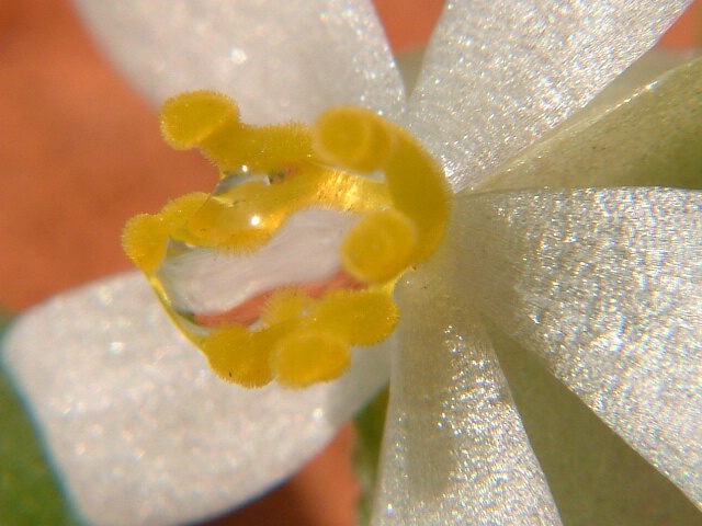 Dew Pearl in the Hands of Flower