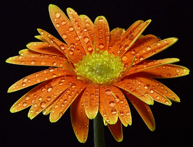 Wet Daisy on Orange