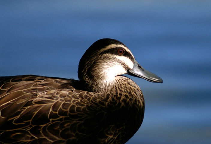 Sitting Duck