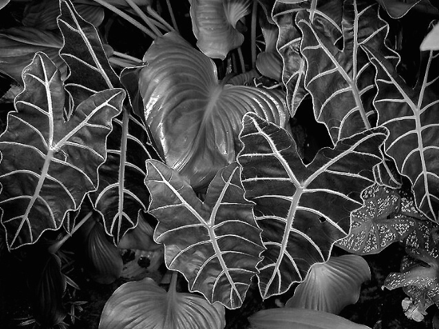 Alocasia