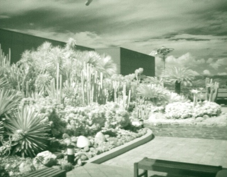 Cactus Garden 1 - IR