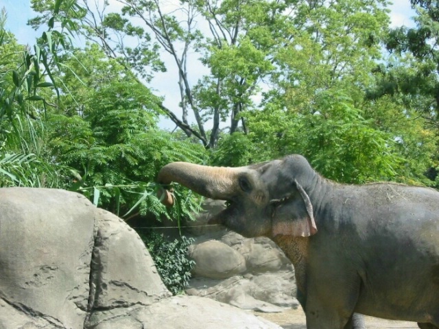 Pachyderm at Lunch - After