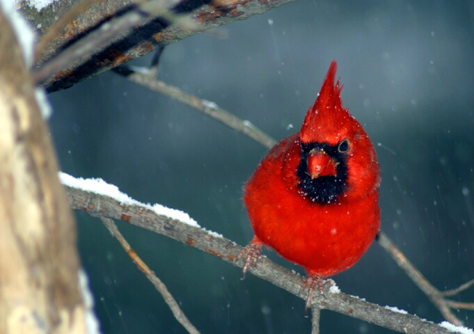 Cold Cardinal - ID: 63285 © Rhonda Maurer
