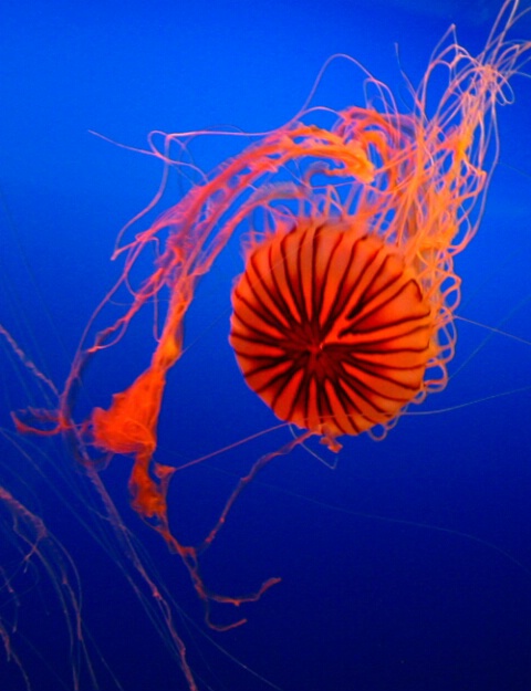 Jellyfish 