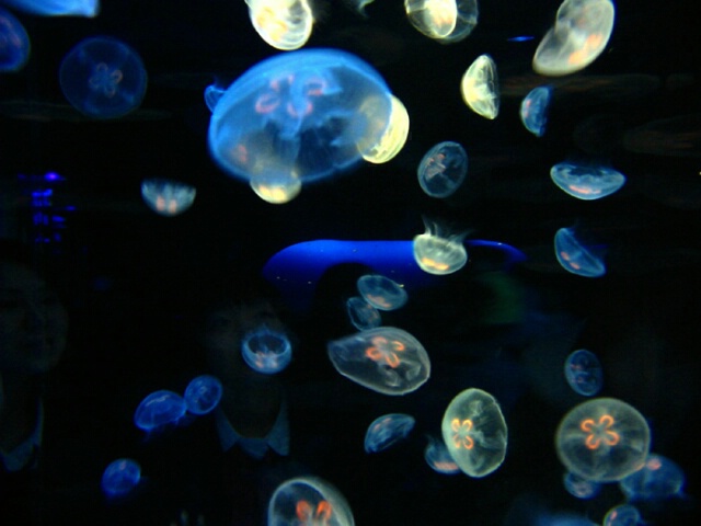 Watching The Jellyfish Bubble World