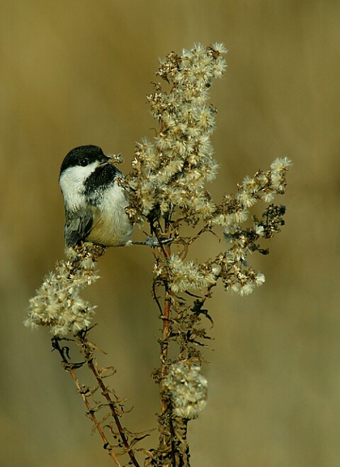 Black-Capped Chickadee with the munchies