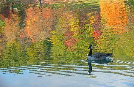 Goose on Colored Water