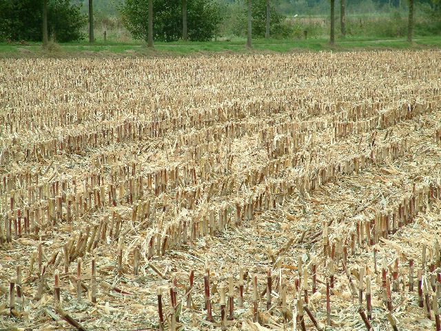 Empty Cornfield