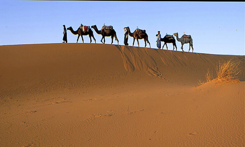 Sunrise camels Front lit