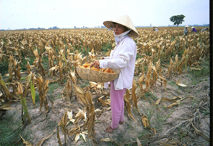 Lady and Cornfields