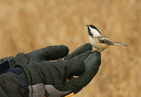 A Bird In The Hand....
