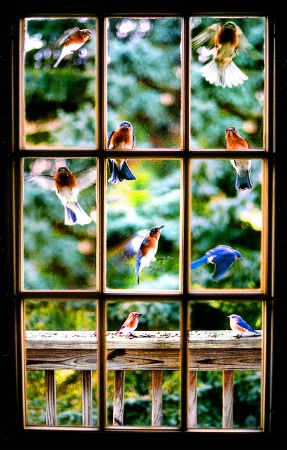 "Impatient Bluebirds"