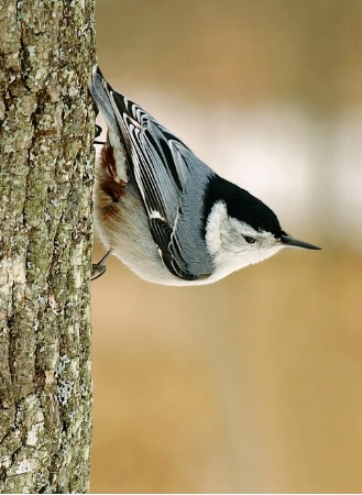 Nuthatch