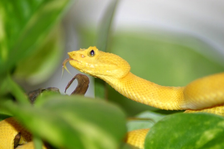 Golden Eyelash Viper - ID: 64701 © Rhonda Maurer