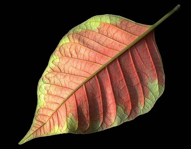 Pink Pionsettia Leaf