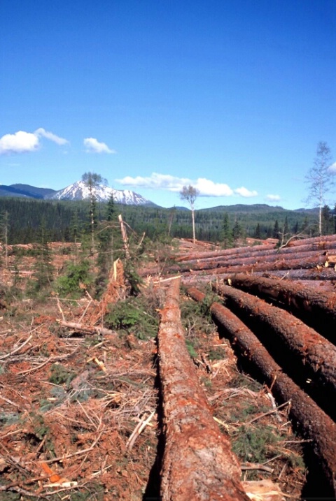 Landscape Demolition