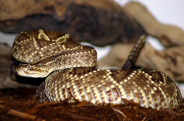 Chaco Rattlesnake (crotalus d. terrificus) - ID: 64968 © Rhonda Maurer