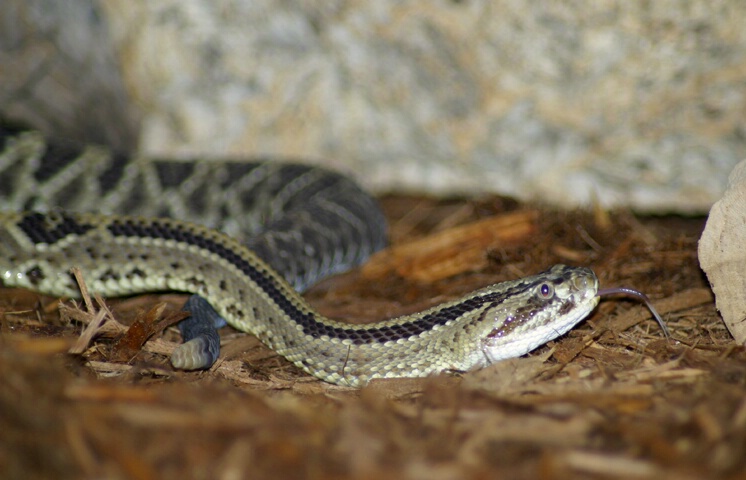 Costa Rican Rattlesnake  - ID: 64969 © Rhonda Maurer
