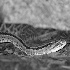 2Costa Rican Rattlesnake  - ID: 64969 © Rhonda Maurer