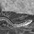 2Costa Rican Rattlesnake  - ID: 64969 © Rhonda Maurer