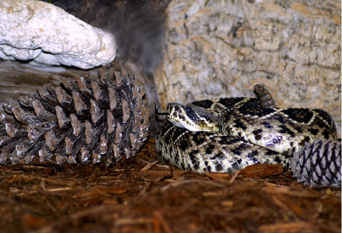 Eastern Diamond Back Rattlesnake - ID: 64970 © Rhonda Maurer