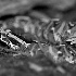 2Rhinoceros Viper - ID: 64980 © Rhonda Maurer