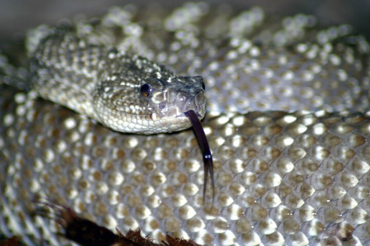 Urocoan Rattlesnake - ID: 64982 © Rhonda Maurer