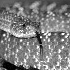 2Urocoan Rattlesnake - ID: 64982 © Rhonda Maurer