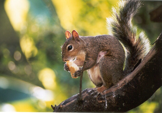 Keebler Critter
