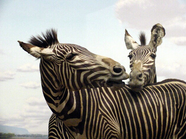 Zebra and Child - ID: 65732 © John W. Davis