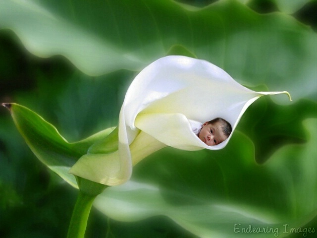 Lilly on  Calla