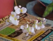 Petals over Bible