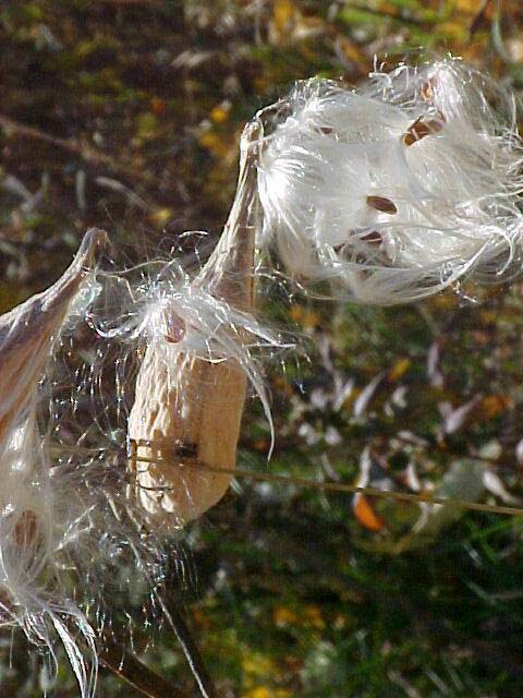 Milkweed in the Wind