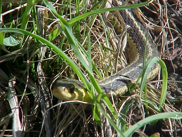 Snake Hiding in the Grass