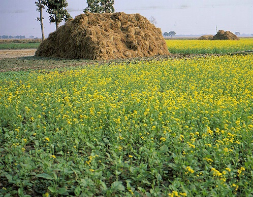 Mustard Field and Hay stack, India