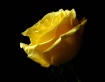 One Yellow Rose