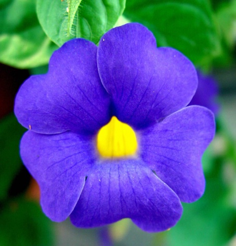 Purple Flower with Yellow Center