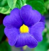 Purple Flower wit...