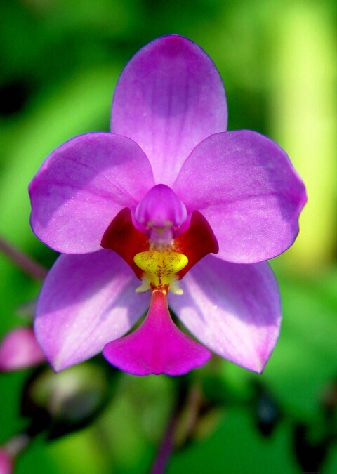 Small Lavendar Orchid