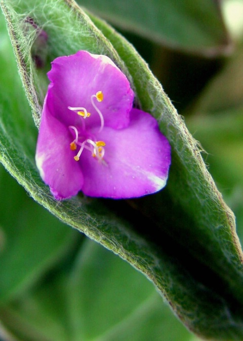 Purple Flower in Pod Leaf