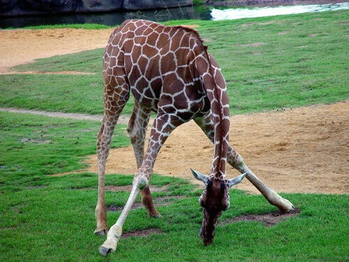Young Giraff