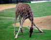 Young Giraff