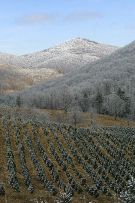 Tree Farm