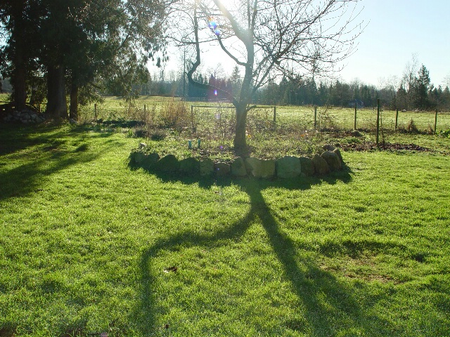 tree shadow