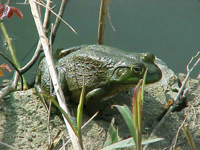 Frog on Rock