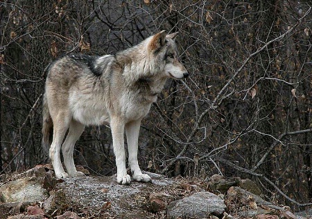 Timber Wolf 