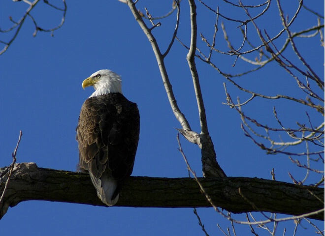 The Protector - ID: 68121 © Rhonda Maurer